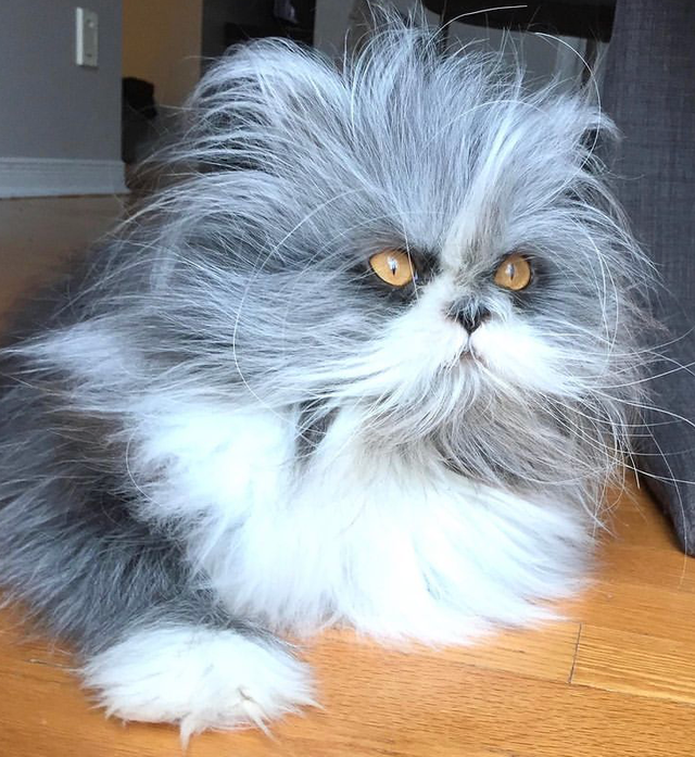 波斯猫多少钱 波斯猫价格多少钱一只-思宇生活