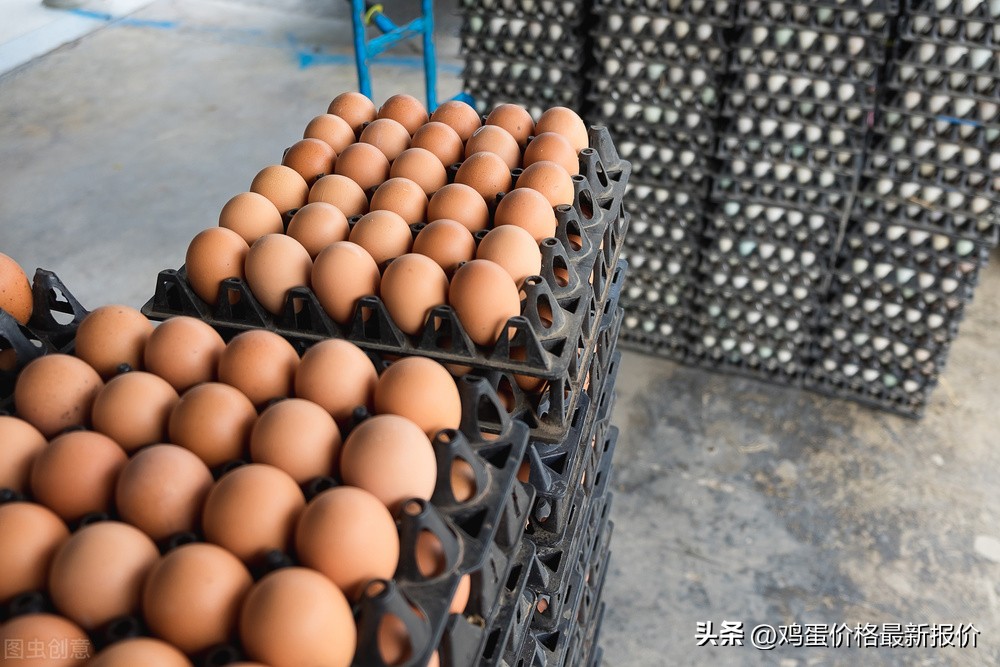 锦州黑山鸡蛋今日价格，黑山蛋点今日鸡蛋价格