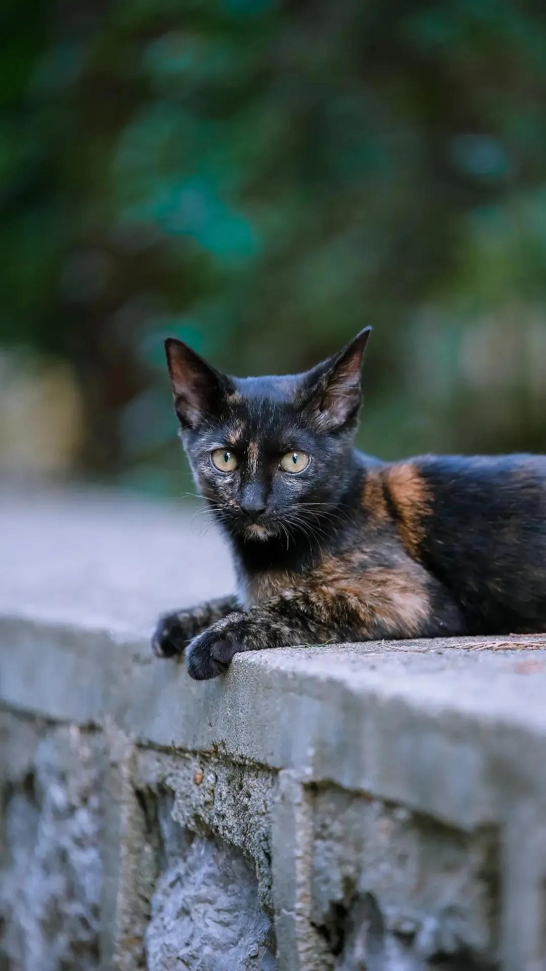 玄猫的含义 _飞翔号