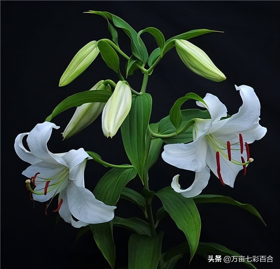 夏天栽种活百合花，你需要注意的是这几点