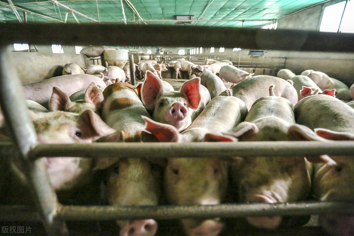 淘汰母猪是养猪人当前的头等大事，3月25日猪价