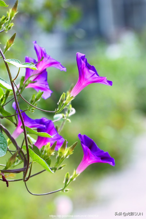 牵牛花的象征意义（牵牛花图片）-第5张图片-巴山号