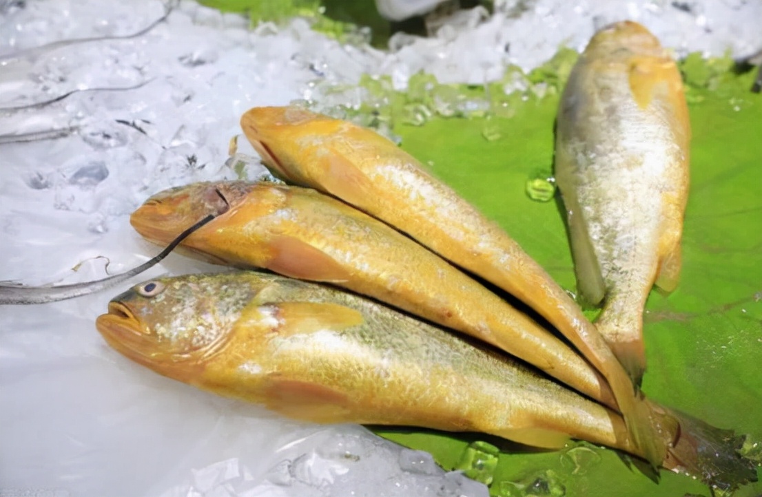 2万!浙江渔民捕到"海中黄金",野生大黄鱼这么贵?