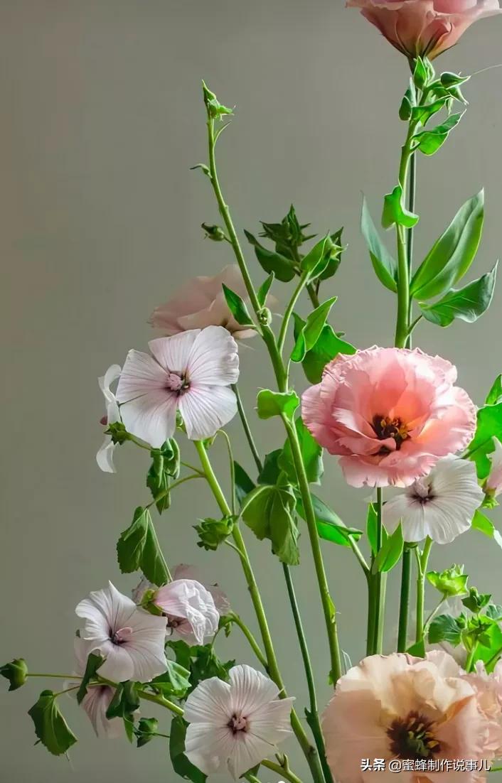 以赏花的心情看人生，花开花落，云卷云舒