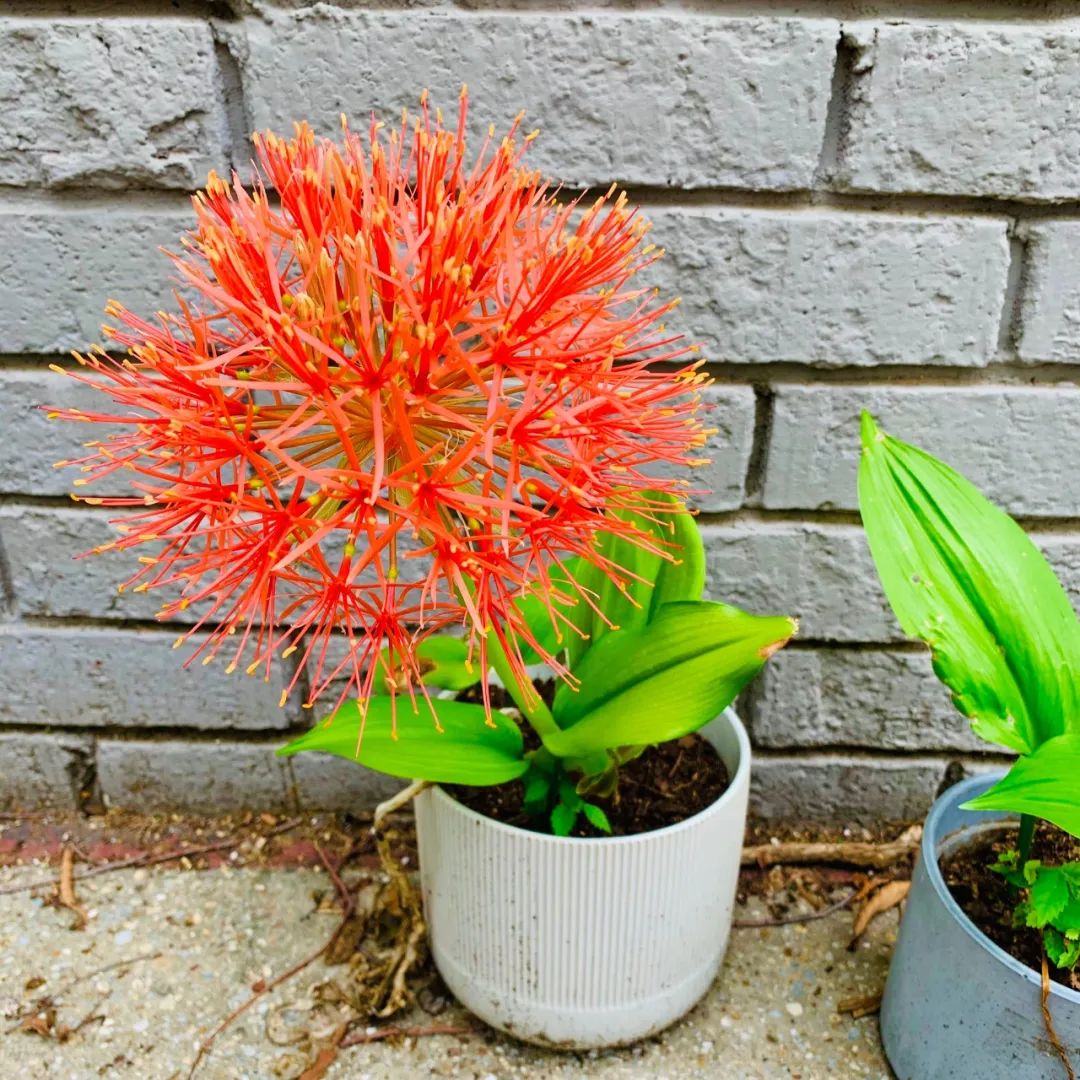 网球花株高(适合两广栽种的网球花，花朵比大花葱还艳丽，北方可养成盆栽)