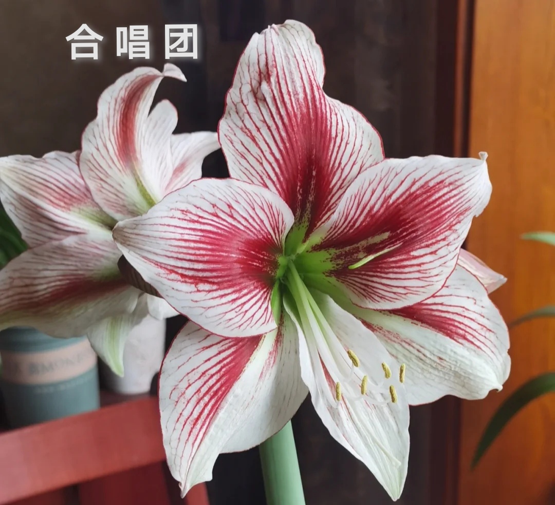 合唱团也是一款很有特色的朱顶,红它的花色是白中带着红,然后花心透露