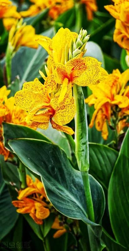 一花一世界，金牛辞旧迎虎来，鲜花带“虎”送祝福，新年幸福满满