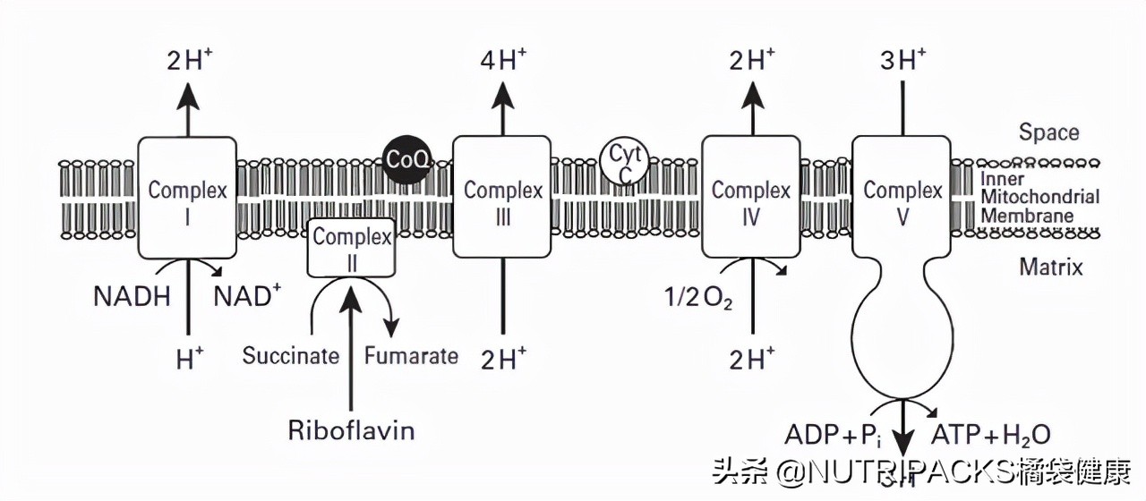 辅酶Q10的营养价值，不仅对心脏好，对皮肤也好