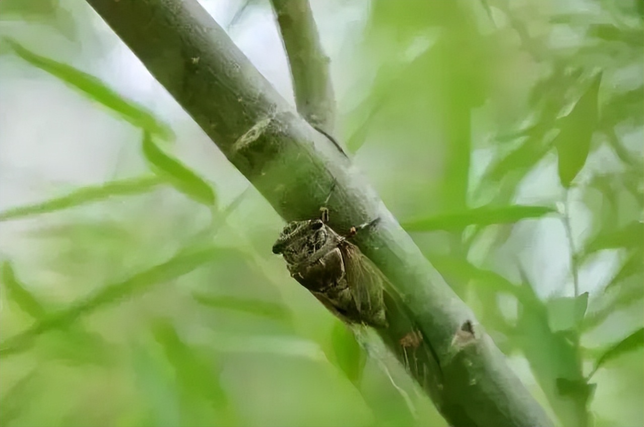 三候寒蝉鸣大地上早晨会有雾气产生.