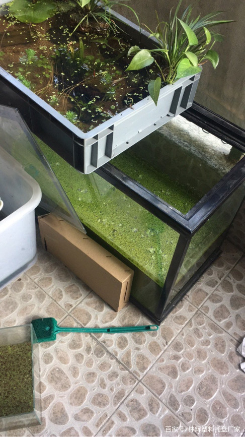 塑料周轉箱可以養(yǎng)魚嗎？有什么好處嗎？來看看專家的解答