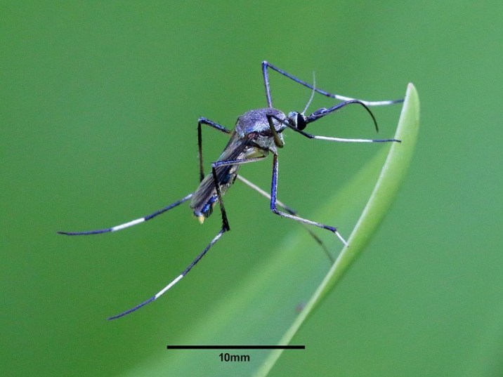 10种不同类型的蚊子 |以及他们携带的疾病