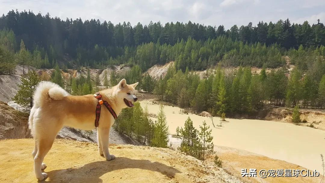 百科 | 秋田犬,感动世界的忠犬