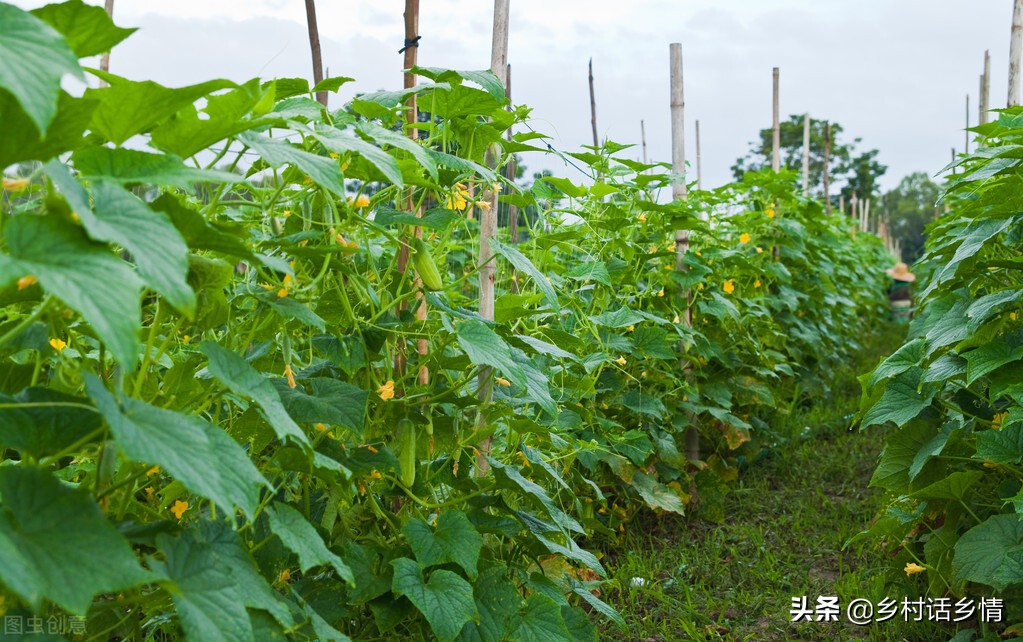 90克等于多少斤(这两种肥自己在家就能配，既能增产又能防病害，用过的都说好)