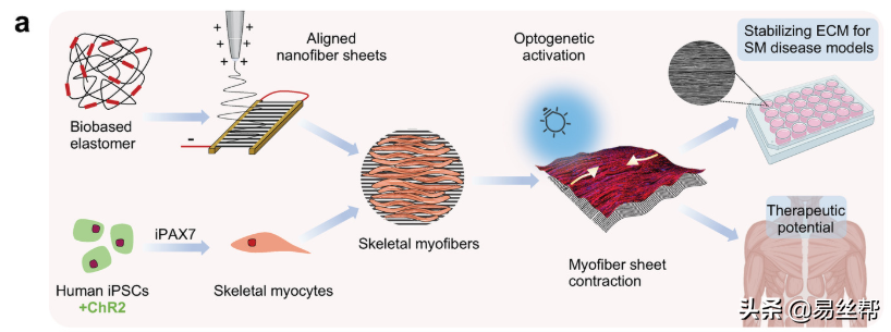 《Advanced Materials》2022年1-4月关于“静电纺丝”的重要研究