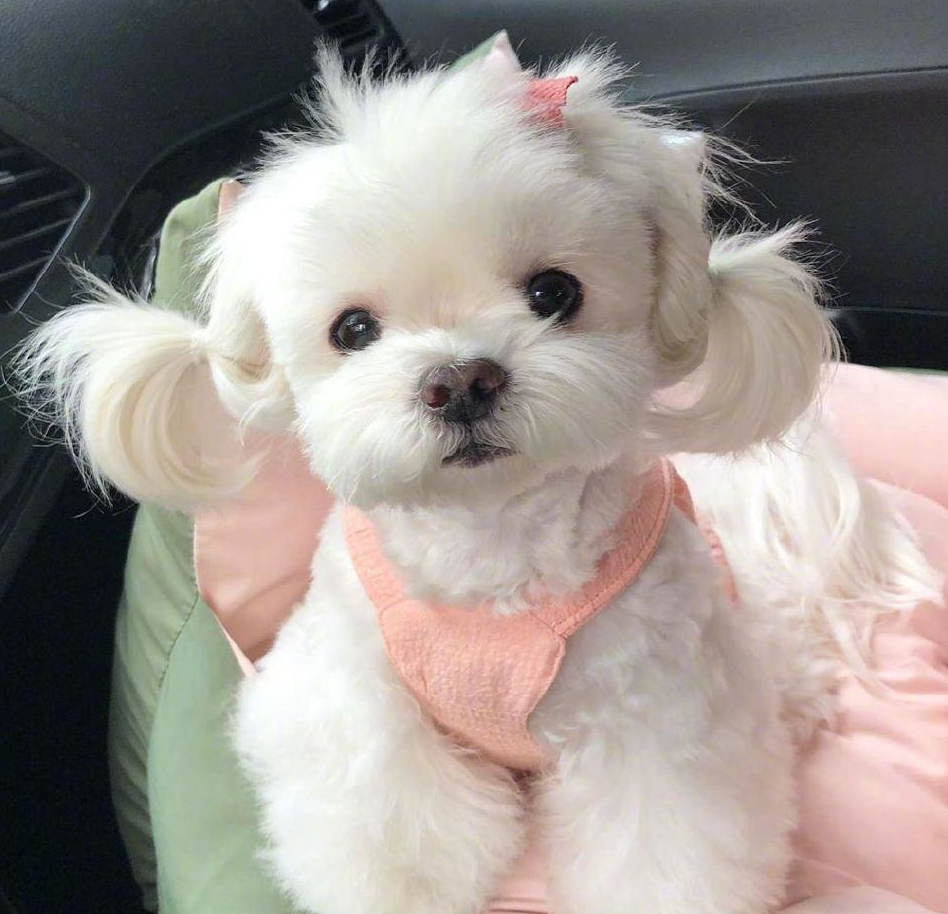 马尔济斯犬价格 马尔济斯多少钱一只-千百号