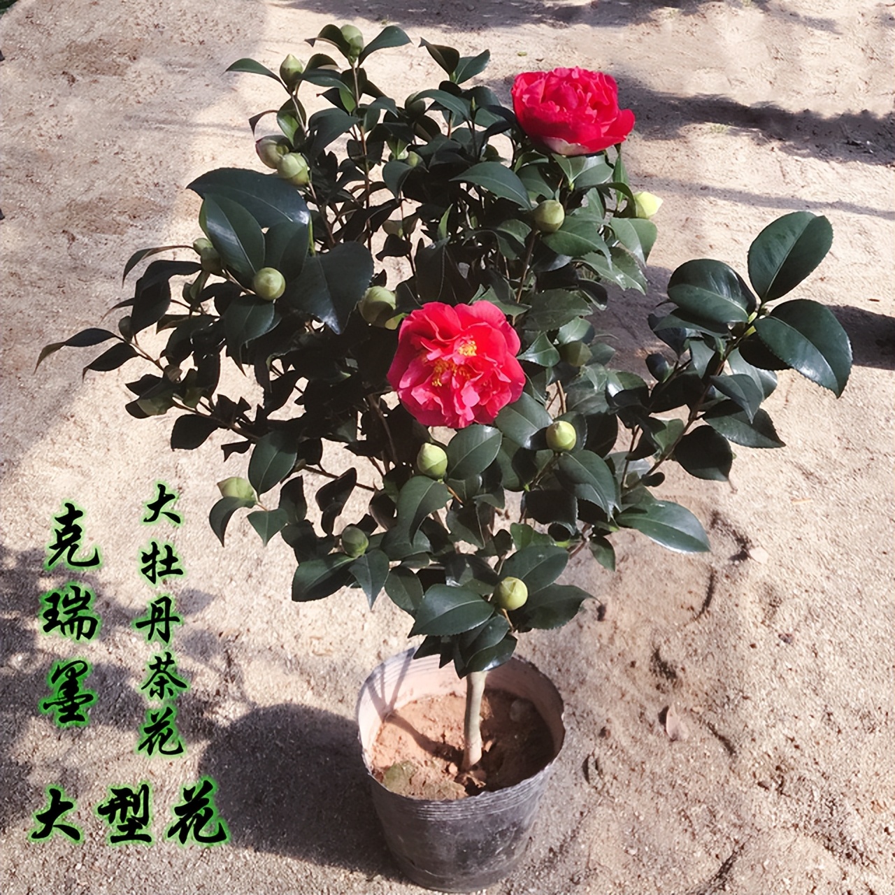 紅茶花之王 克瑞墨大牡丹 花大色豔 茶香濃郁 現在正值花期 天天看點