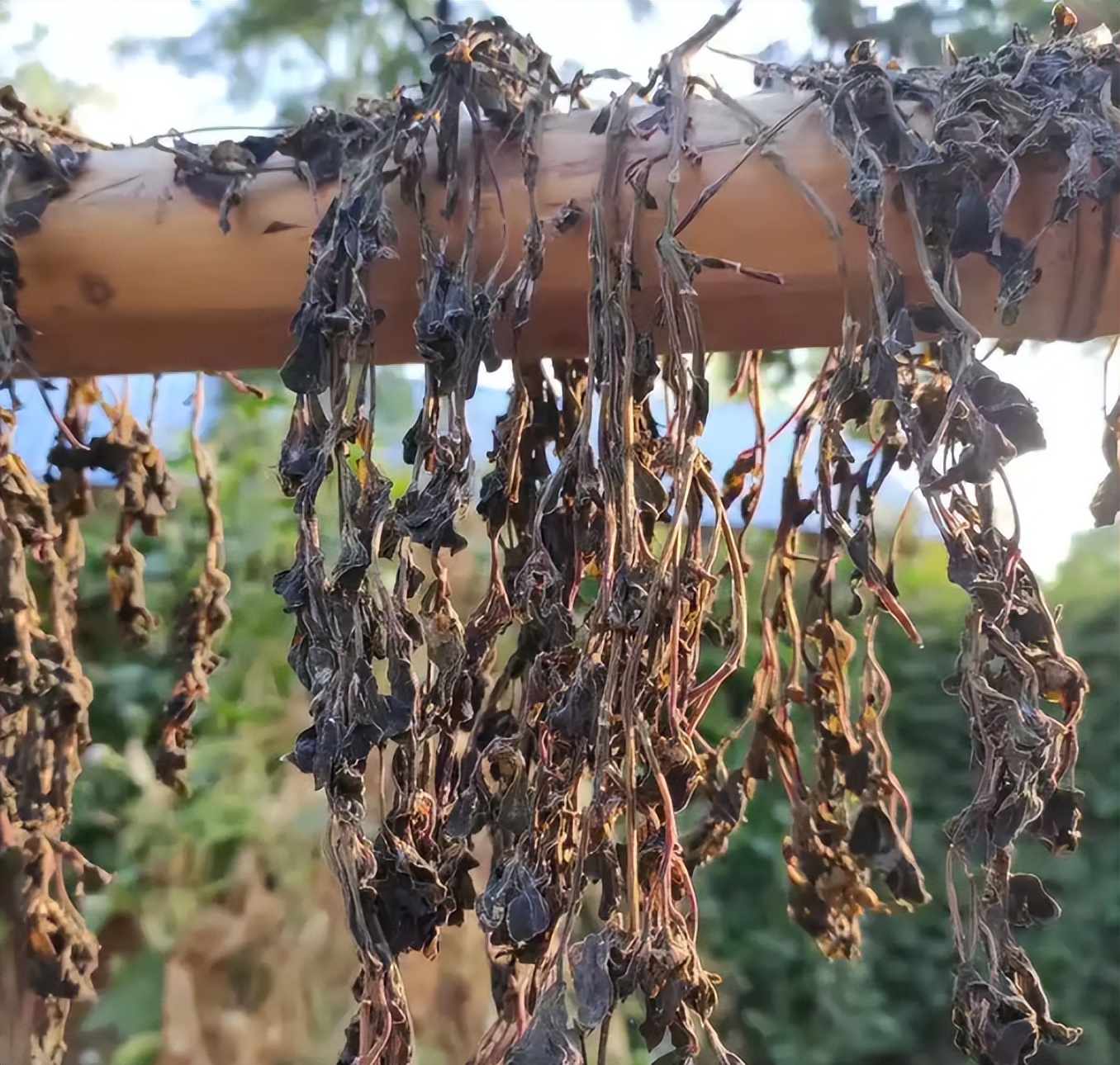 万年青怎么吃（8月7日立秋，趁着阳光正好，这6种蔬菜多晒一些，秋冬炖肉贼香）