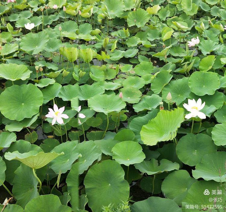 母亲节日志(张巧令人心碎的日记：母亲，今生我与你静静别离)