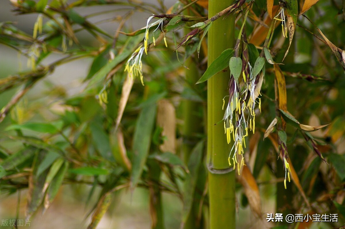 竹子和竹花寓意的矛与盾（竹子开花马上搬家是什么意思）