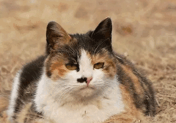 猫的种类图片及介绍(世上这么多猫咪品种，到底是怎么取名的？)