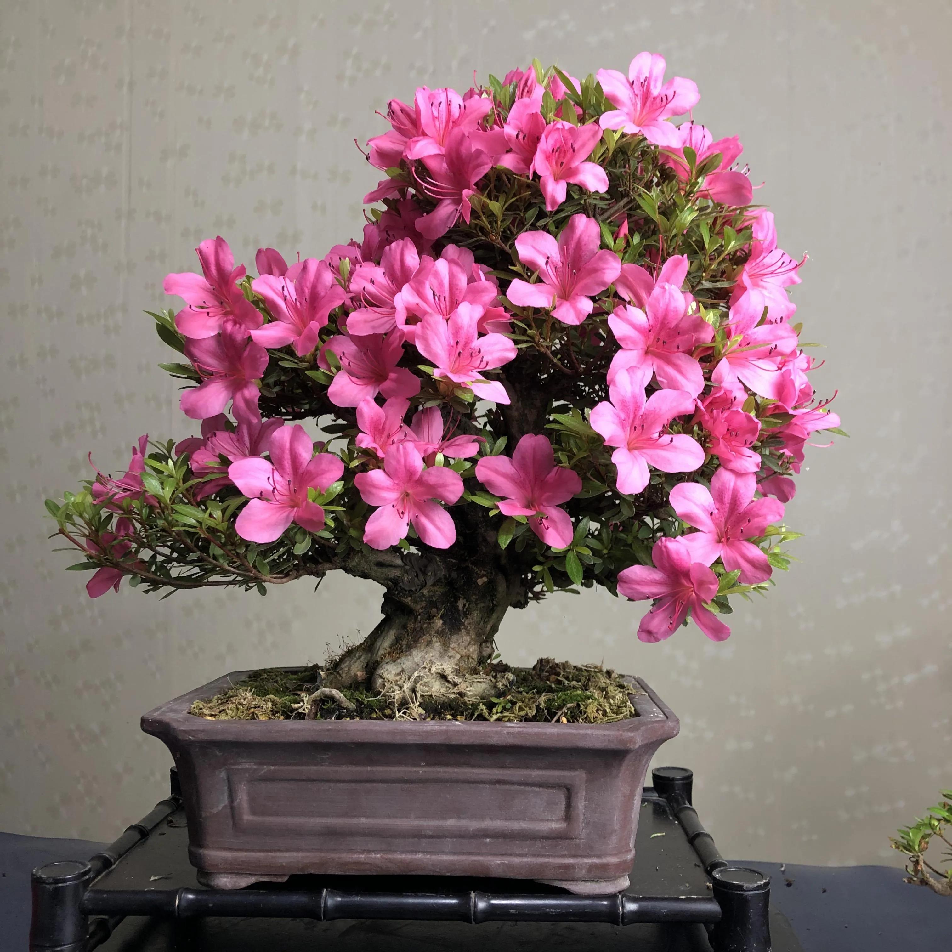 生日送什么花好（推荐12种对应的生日花）