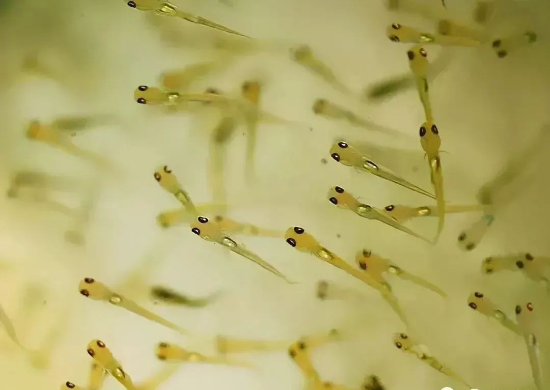 鱼苗培育：家鱼及常规鱼的水花育苗人工饲养方法