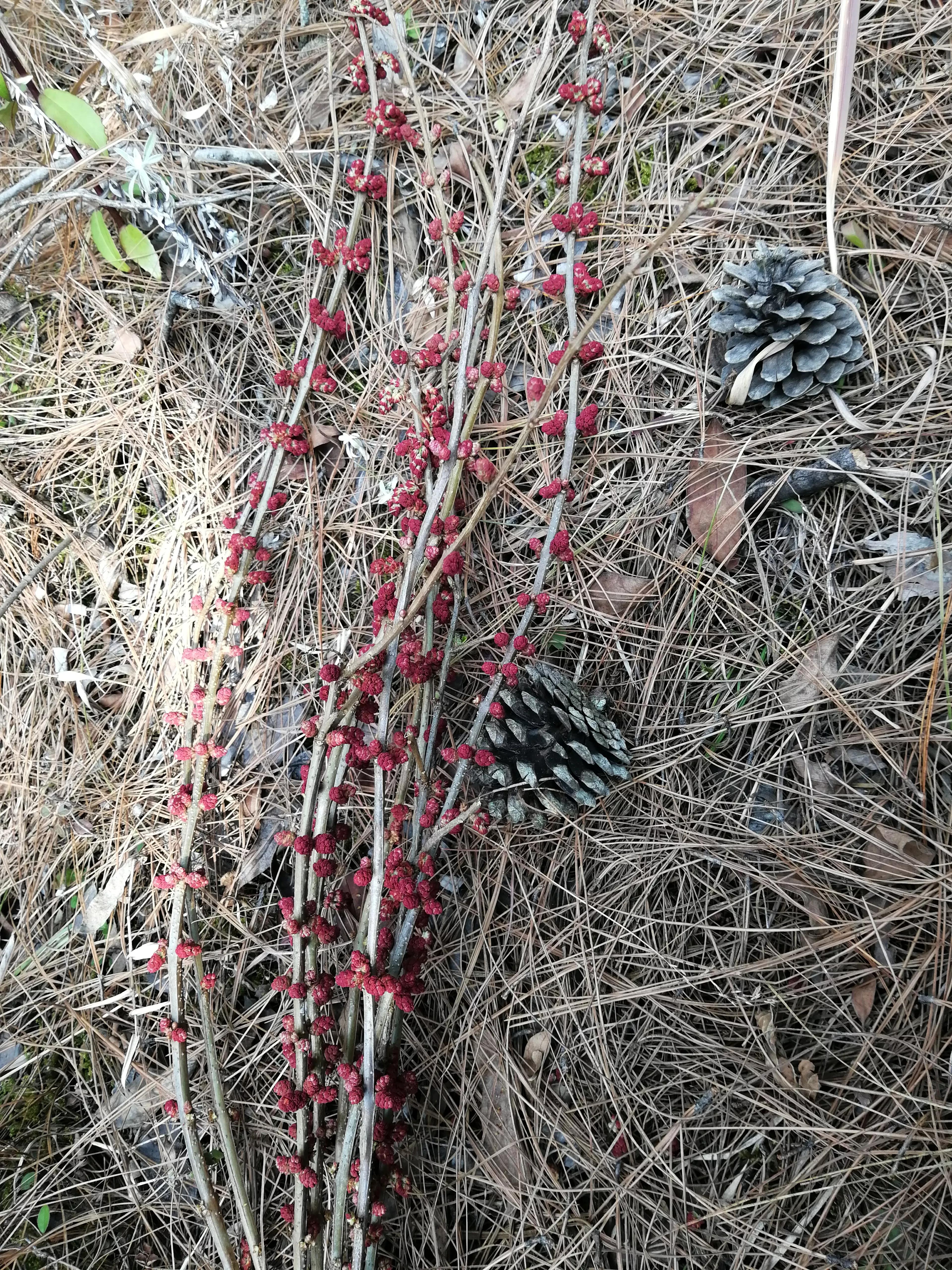 44岁的未婚女律师，征婚遭受打击