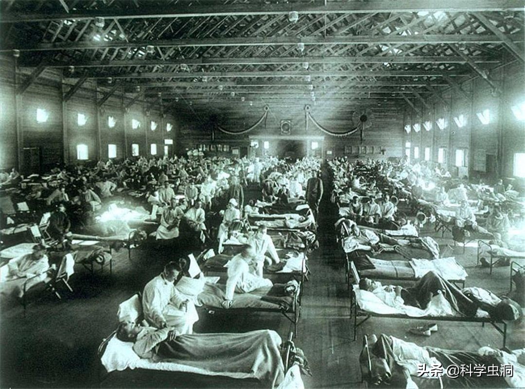 杀人最多的七种动物，第一种蚊子每年致死超72万人，你认识几种？