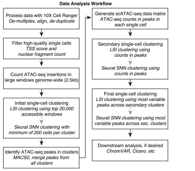scATAC 基本分析思路介绍