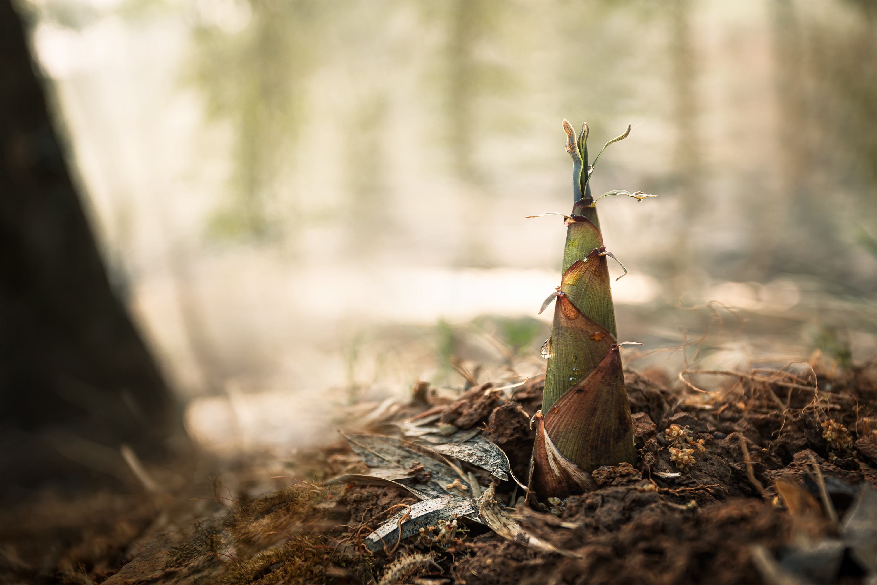 春笋:"尝鲜无不道春笋","食过不思肉"