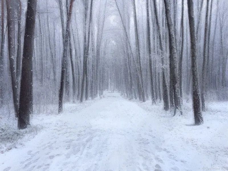 20张冬日摄影佳作，漫天的雪花落下来，浪漫得不像话