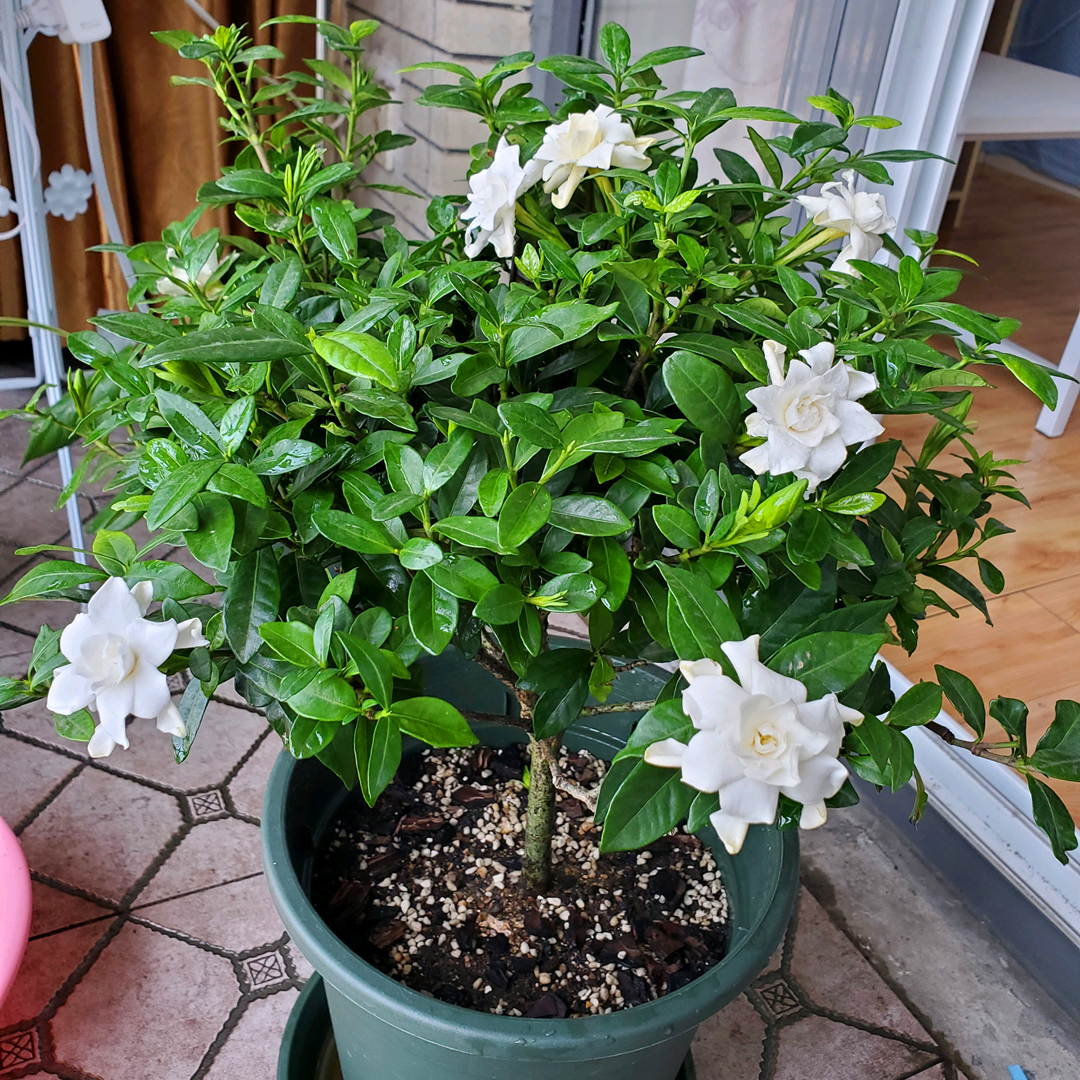 栀子花的养殖方法和注意事项(栀子花)-知道啦