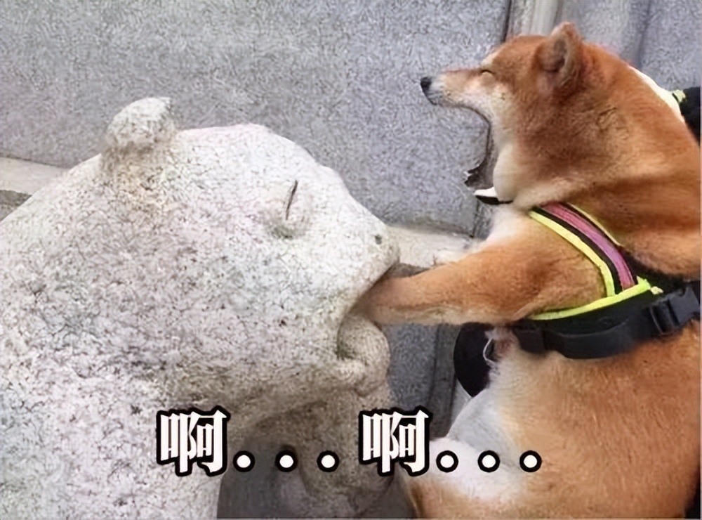 (1),柴犬作为网红狗,大家跟风饲养柴犬凭着表情包走红网络,成为比较