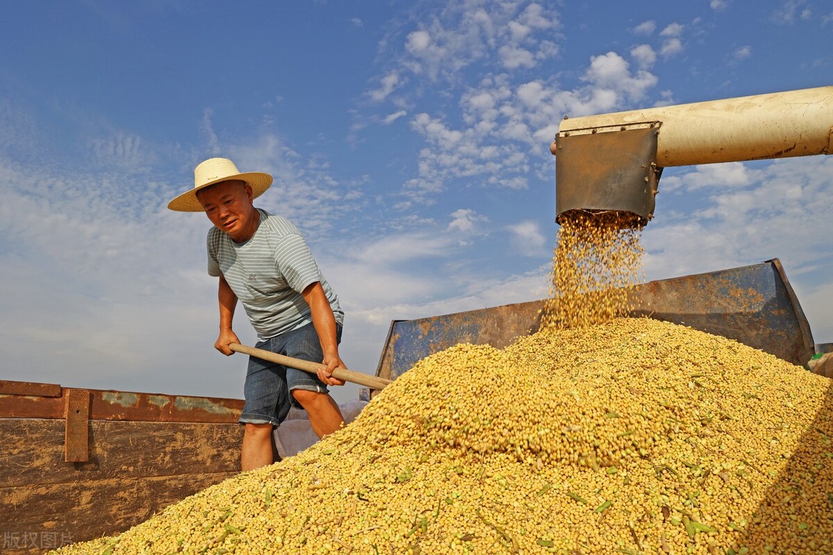 东北大豆市场传来2个好消息，11月22日全国最新大豆价格