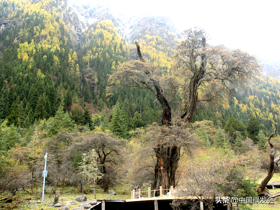 沙棘原产地在哪里（沙棘产地排名前十名）-第4张图片-巴山号