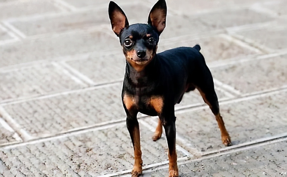 迷你杜宾犬多少钱一只(这些永远保持小狗大小的玩具犬) - 价格百科