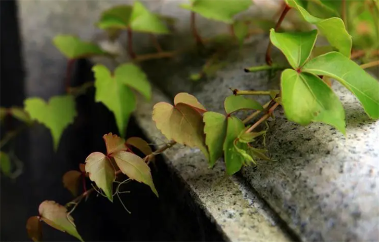 爬山虎种子图片（爬山虎的种植方法及技巧）