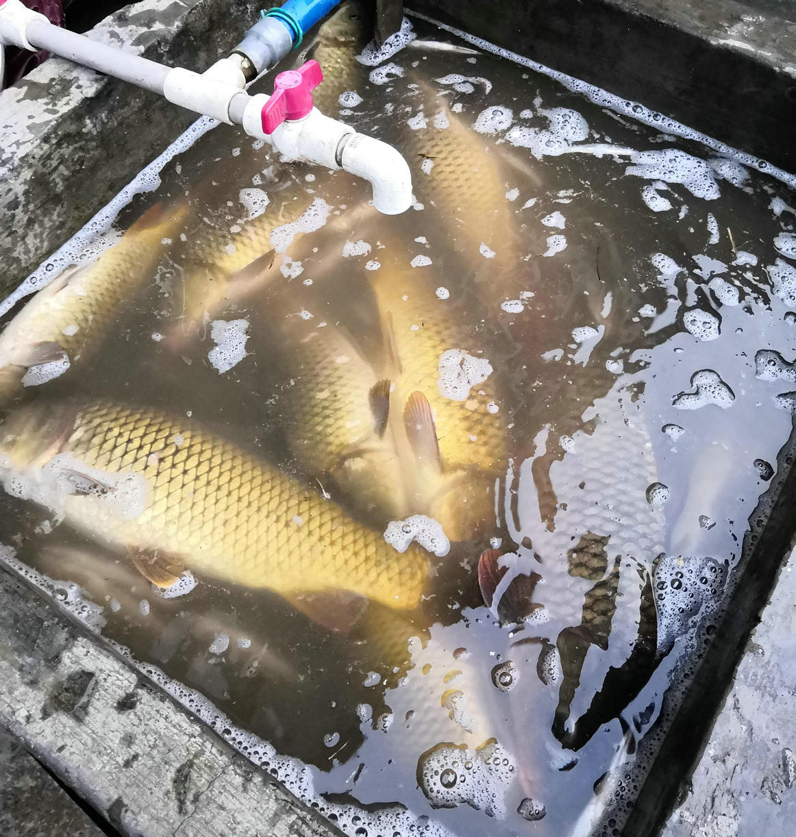 暴雨后，桂林男子家中出现大量鱼群，网友：龙王爷给你的补偿