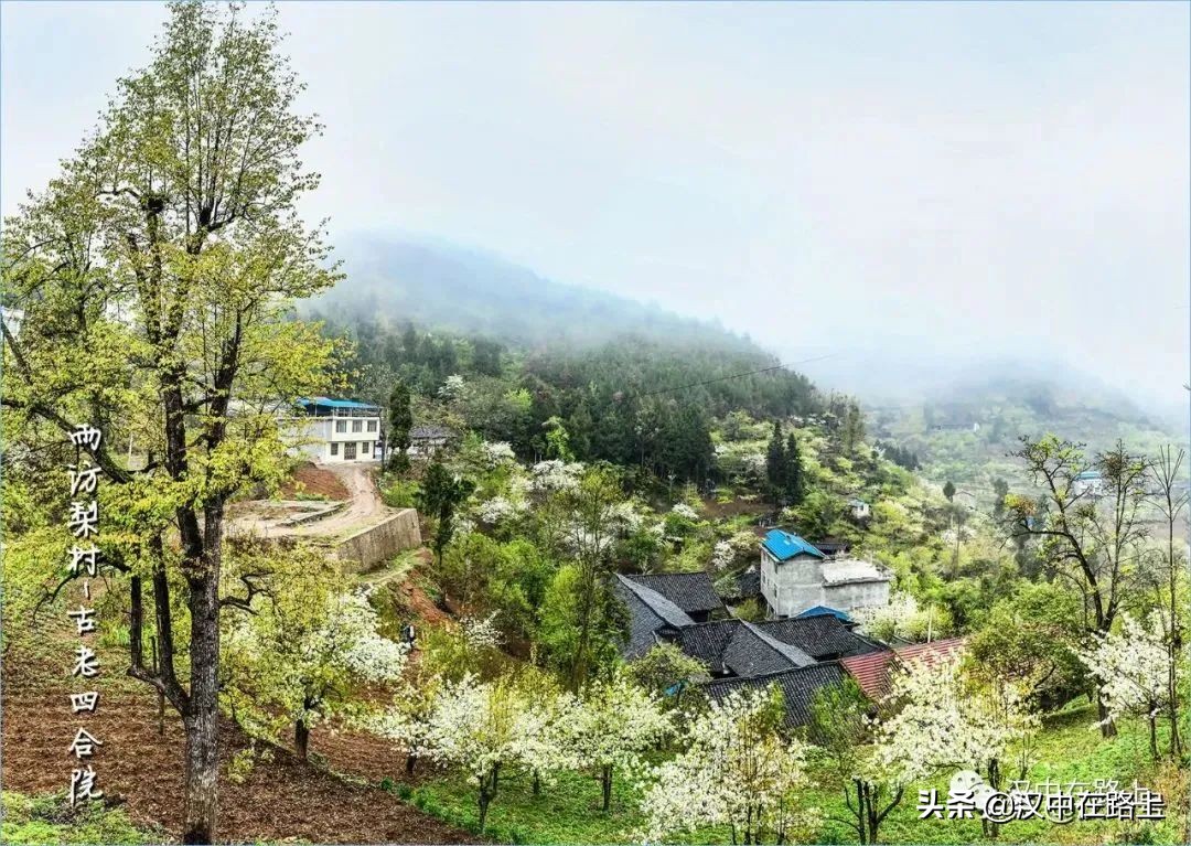 全部免費(fèi)！漢中鄉(xiāng)村賞花攻略出爐！妥妥安排