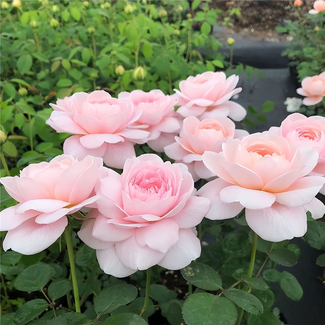 瑞典女王月季优缺点（瑞典女王-月季界的颜值担当，典雅大气，皮实好养活，值得入手）