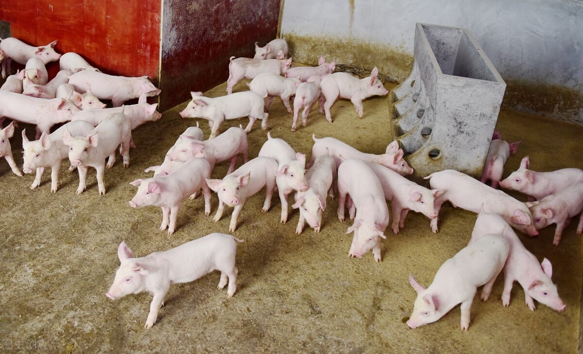 洛阳今日猪肉价多少钱一斤，全国猪肉价格今日猪价