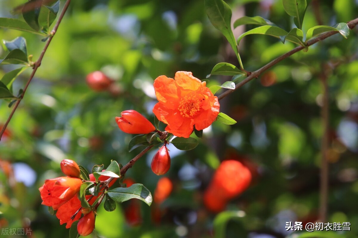 早夏石榴花明艳美诗七首：浓绿万枝红一点，正是清和首夏时