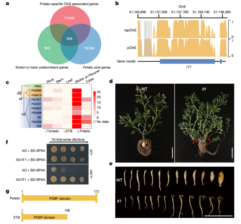 中国科学家首次解析土豆的泛基因组，为杂交土豆育种奠定坚实基础