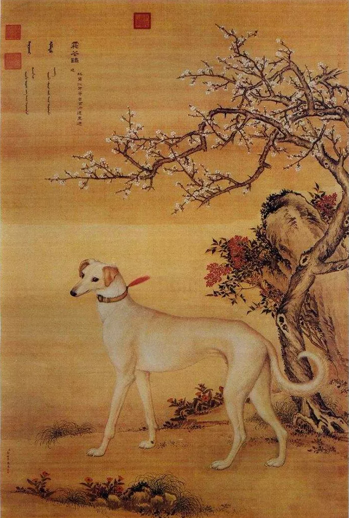 没错,哮天犬正是一条纯白色的中国细犬