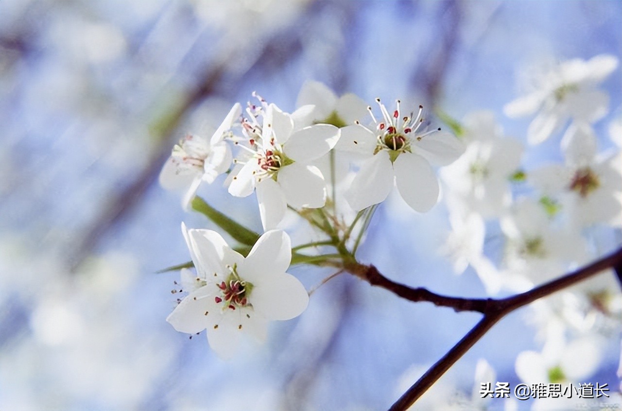 花的英文单词 花的英文单词怎么写 今日头条娱乐新闻网