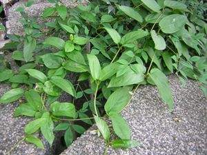 鸡屎藤的功效与作用 鸡屎藤治疗胃病药方-伙伴百科