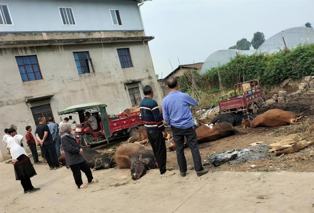 11ͷţĪ��������������׼�����ȫ�������Ϊ�ι�԰�������ֲ��