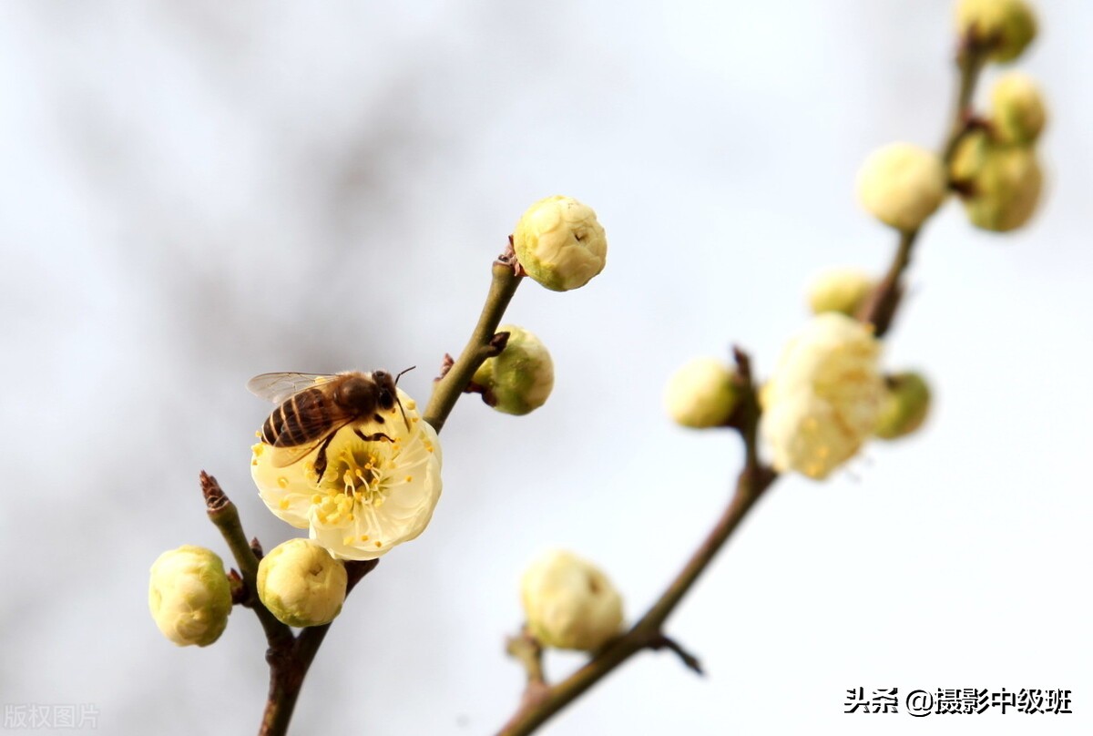 拍花的忌讳：3张照片犯了5个低级错误，摄影新手要避免