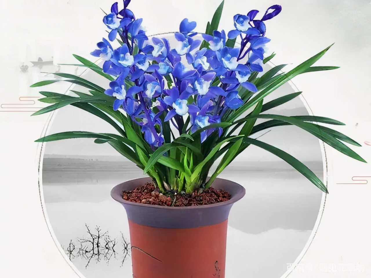 岁末一支兰,常见兰花有几十种,你最独爱的是哪一种?