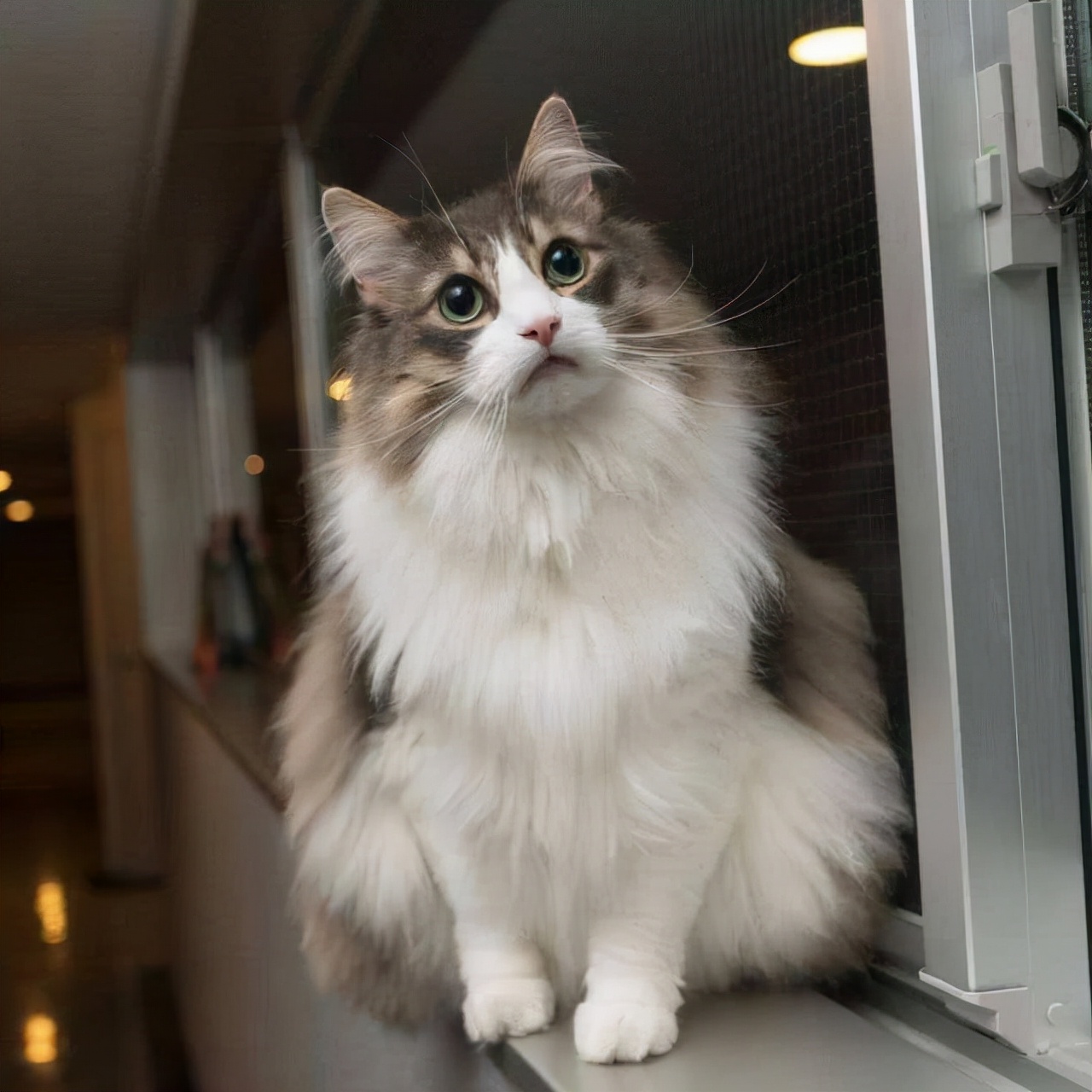 挪威猫(这辈子,请一定要养一只挪威森林猫)